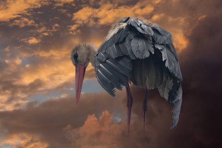 Mystic stork stands on the clouds and looks at the ground.