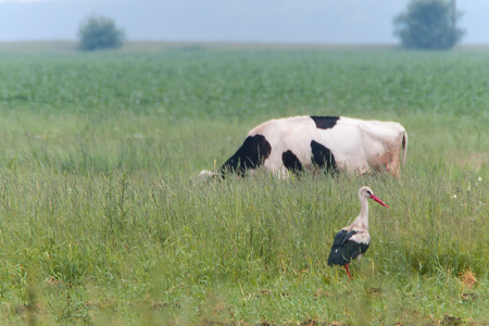 Lone stork and a grazing cow on a summer meadow.の写真素材
