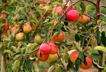 Fresh apple on an apple tree branch