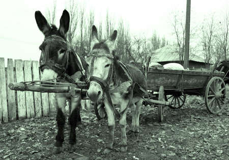 Two donkey pull a cartの写真素材