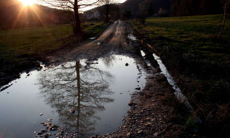 Tree reflection on the road waterの写真素材