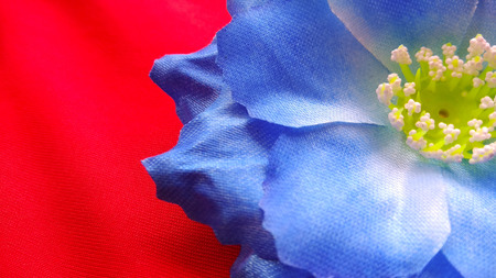 closeup blue Origami or Artificial cotton flowers red backgroundの写真素材