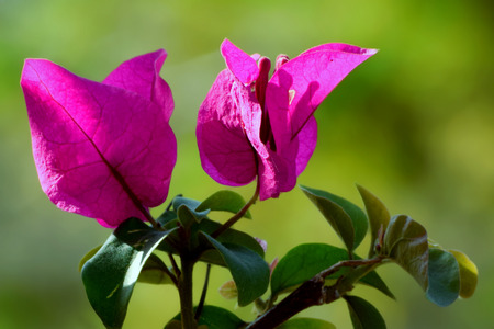 Purple Bougainvillea's flowers