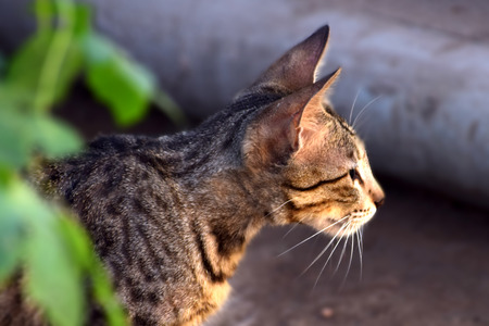 closeup indian cat