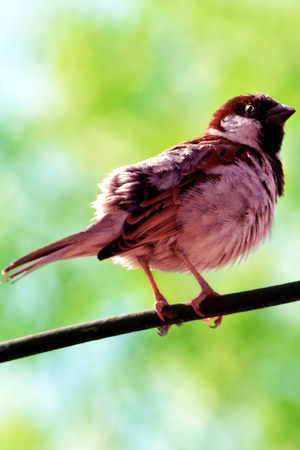 House Sparrow  on a wire.の写真素材