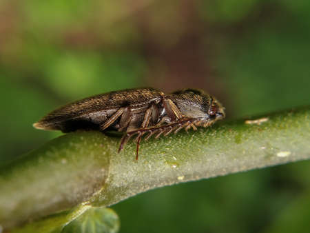 Macro shot of click beetle