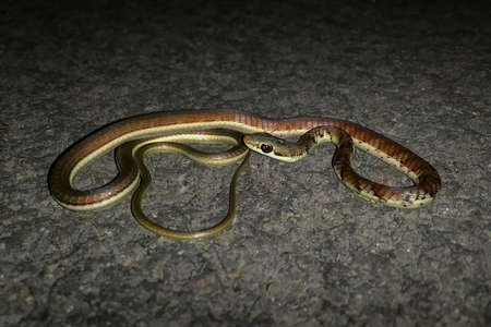 Juvenile Bronzeback tree snake, Dendrelaphis tristisâ£