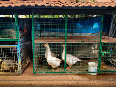 Domestic white colored ducks in cage, Indiaの写真素材