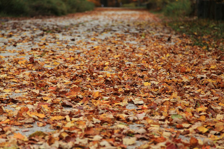 Fall foliage and maple leaves scattered on ground 