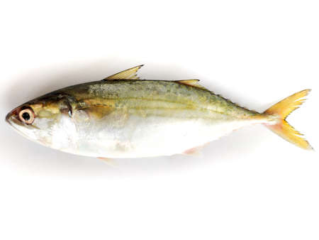 Fresh Indian Mackerel fish isolated on a white background.の写真素材