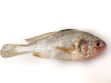 Fresh Silver Croaker/kora/Bhola Isolated on white background.
