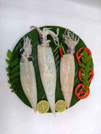 Close up view of fresh whole cleande Loligo Squid (Loligo Duvauceli) decorated with curry leaves , tomato,lemon slice and herbs on a white Background,Selective Focus. Background.Selective Focus.の写真素材