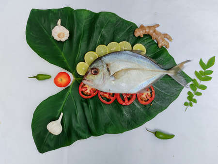 Close up view of fresh Malabar Trevally Fish decorated with curry leaves , tomato,lemon slice and herbs on a white Background.の写真素材