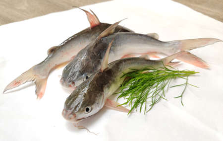 Gaff-topsail Cat Fish Fish decorated with herbs and vegetables .Selective Focus.