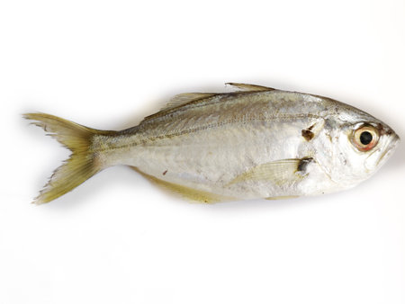 Fresh White Fish,False Trevally isolated on a white background,selective focus.の写真素材
