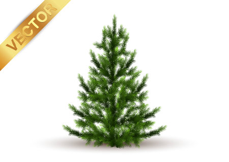 Beautiful tree  Isolated on White Background.のイラスト素材