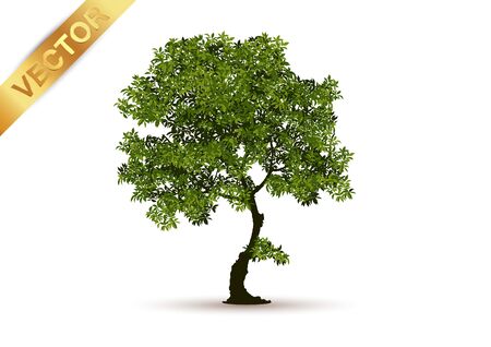 Beautiful tree  Isolated on White Background.のイラスト素材