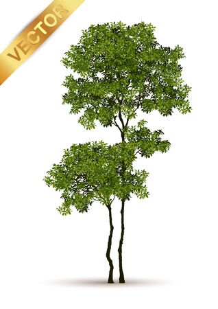 Beautiful tree  Isolated on White Background.のイラスト素材