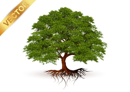 Beautiful tree Realistic  on a white background.のイラスト素材