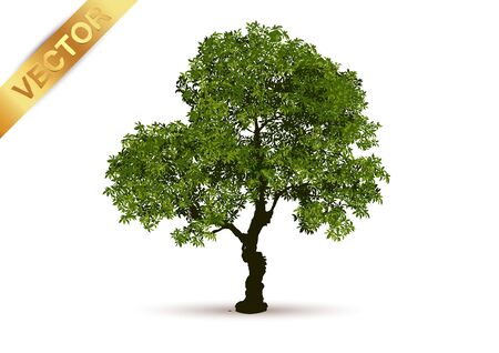 Beautiful tree Realistic  on a white background.のイラスト素材