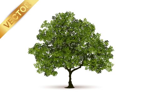Beautiful tree Realistic  on a white background.のイラスト素材