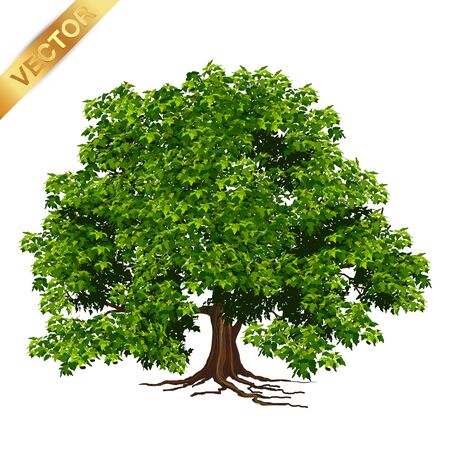 Beautiful tree Realistic  on a white background.のイラスト素材