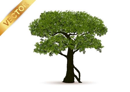 Beautiful tree Realistic  on a white background.のイラスト素材
