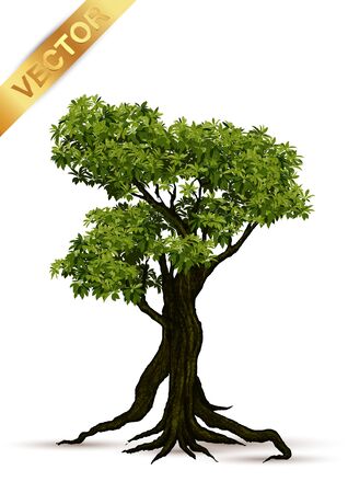 Beautiful tree Realistic  on a white background.のイラスト素材