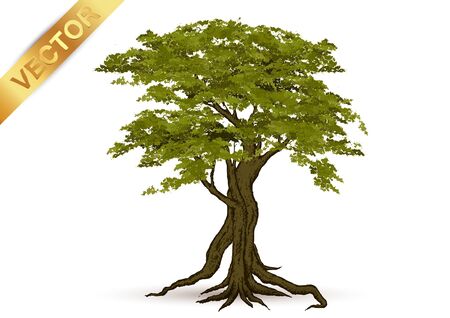 Beautiful tree Realistic  on a white background.のイラスト素材