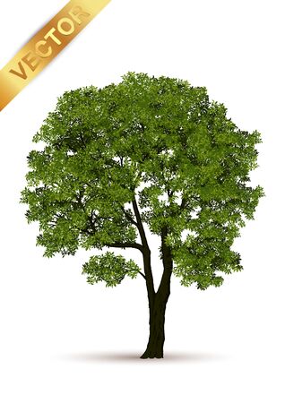 Beautiful tree Realistic  on a white background.のイラスト素材