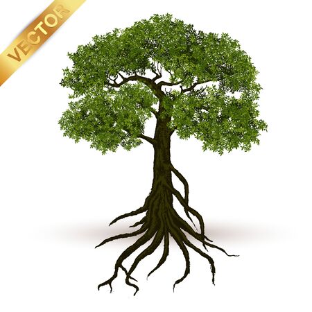 Beautiful tree Realistic  on a white background.のイラスト素材