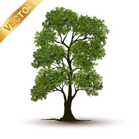 Beautiful tree Realistic  on a white background.のイラスト素材