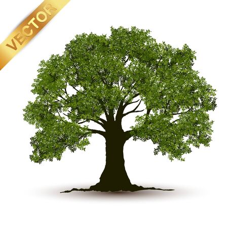 Beautiful tree Realistic  on a white background.のイラスト素材