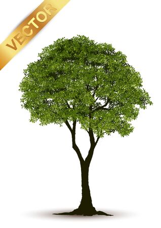 Beautiful tree Realistic  on a white background.のイラスト素材
