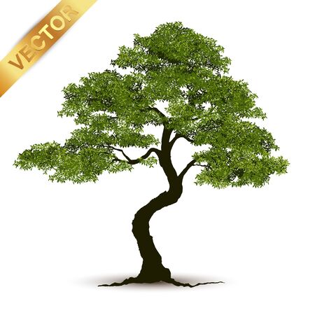 Beautiful tree Realistic  on a white background.のイラスト素材