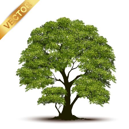 Beautiful tree Realistic  on a white background.のイラスト素材