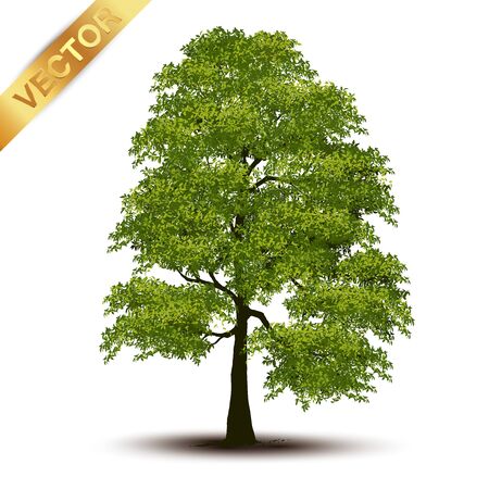Beautiful tree Realistic  on a white background.のイラスト素材