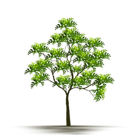 Illustration Realistic Tree Isolated on White Background - Vectorのイラスト素材
