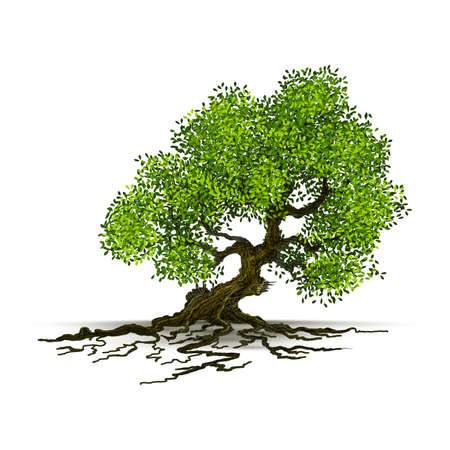 Illustration Realistic Tree Isolated on White Background - Vectorのイラスト素材