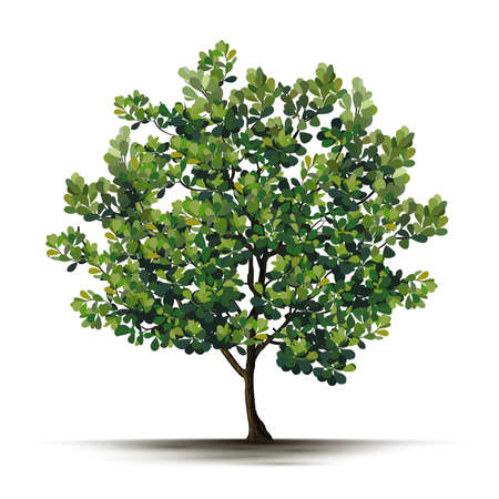 Illustration Realistic Tree Isolated on White Background - Vectorのイラスト素材