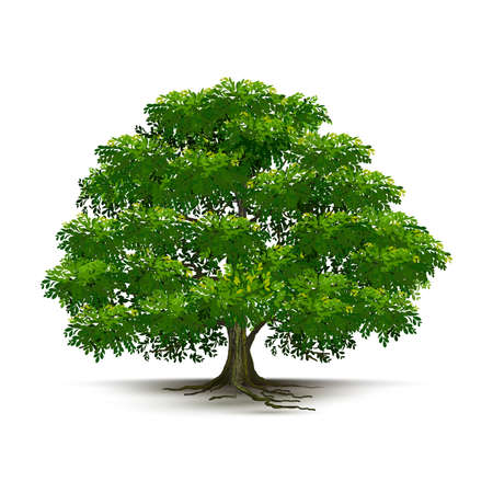 Illustration Realistic Tree Isolated on White Background - Vectorのイラスト素材