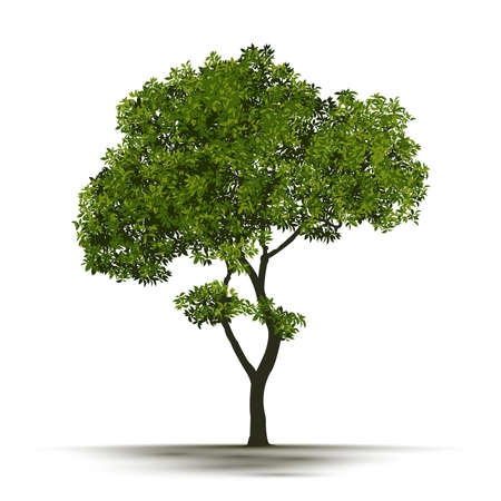 Illustration Realistic Tree Isolated on White Background - Vectorのイラスト素材