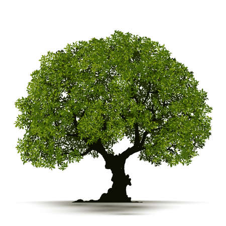Illustration Realistic Tree Isolated on White Background - Vectorのイラスト素材
