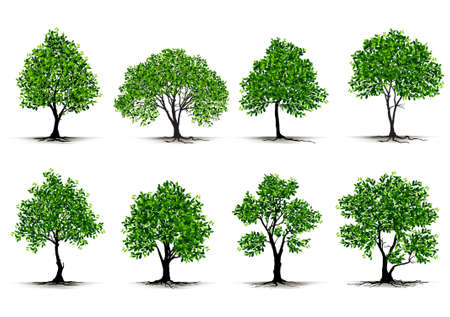 Illustration Realistic Tree Isolated on White Background - Vectorのイラスト素材