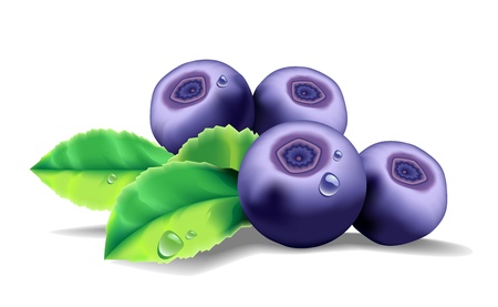 Some blueberries with a leaves on a white backgroundのイラスト素材