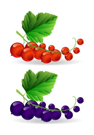 Branch with black and red shiny currantのイラスト素材