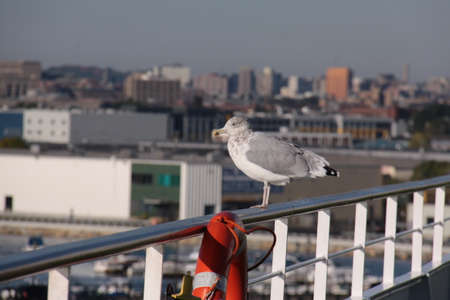 seagull sitting on a railing with a city view in the backgroundの写真素材