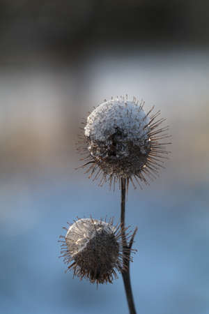 spiky dead flower heads covered with snow
