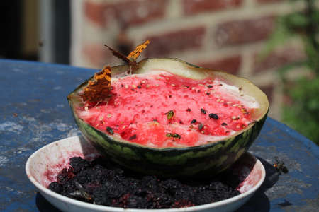 2 comma butterflies and other bugs feeding on a watermelonの写真素材