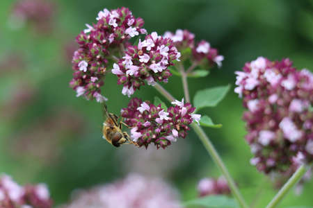 A hoverfly siting on a marjoram flower